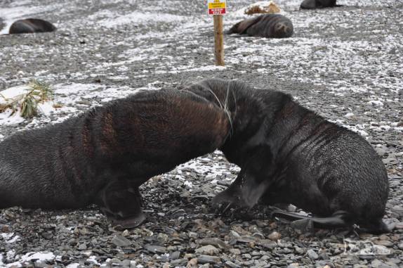 Lobos-marinhos se mordem durante uma briga na praia de Stromness, na Geórgia do Sul